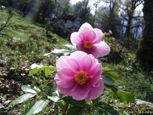 Peonie del Parco del Gennargentu (NU) - Paeonia morisii